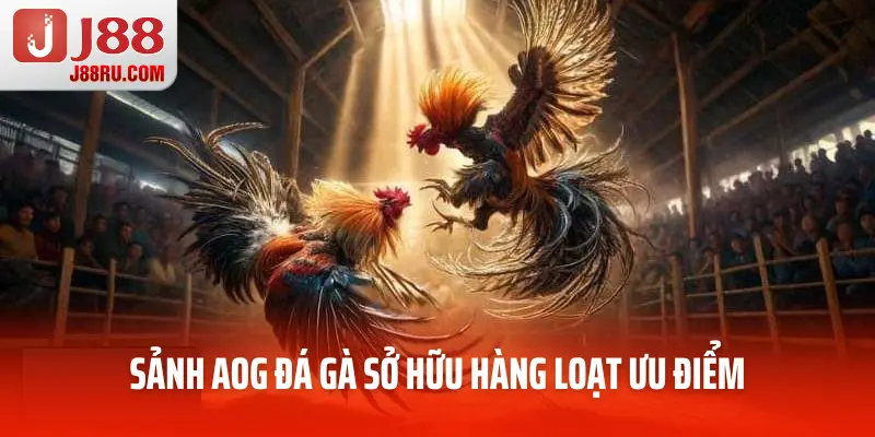 Sảnh AOG đá gà sở hữu hàng loạt ưu điểm