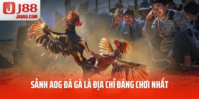 Sảnh AOG đá gà là địa chỉ đáng chơi nhất