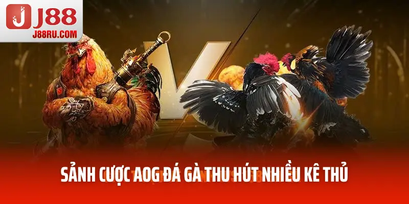 Sảnh cược AOG đá gà thu hút nhiều kê thủ