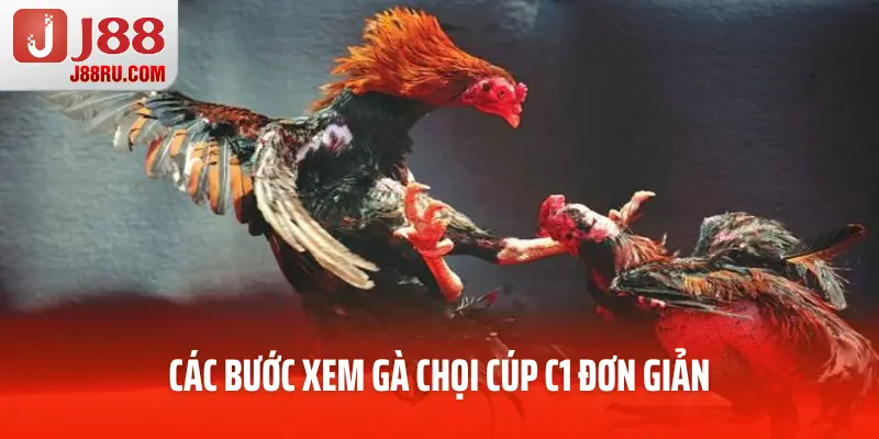 Các bước xem gà chọi cúp C1 đơn giản