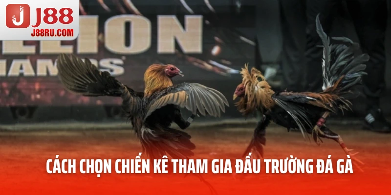 Cách chọn chiến kê tham gia đấu trường đá gà