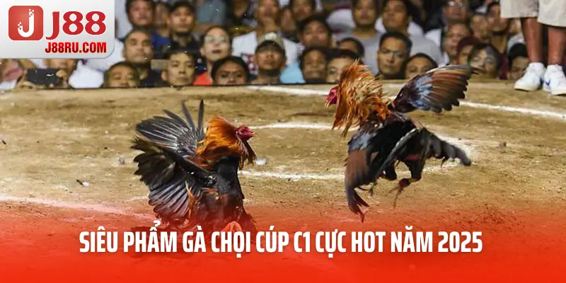 Siêu phẩm gà chọi cúp C1 cực hot năm 2025 