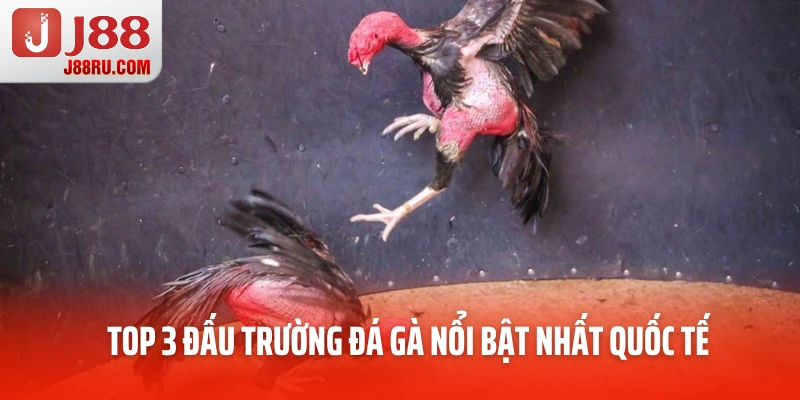 Top 3 đấu trường đá gà nổi bật nhất quốc tế