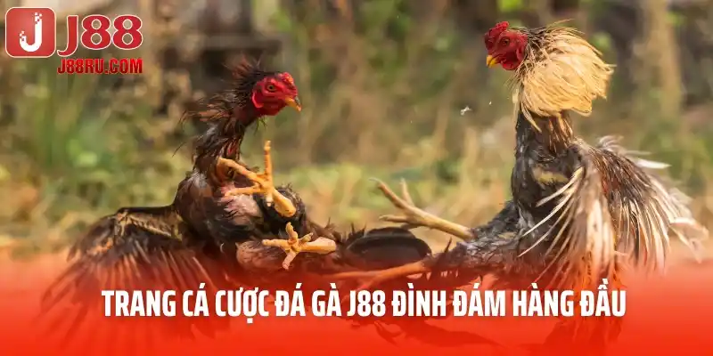 Trang cá cược đá gà J88 đình đám hàng đầu Trang cá cược đá gà J88 đình đám hàng đầu